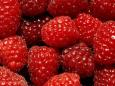 Framboises